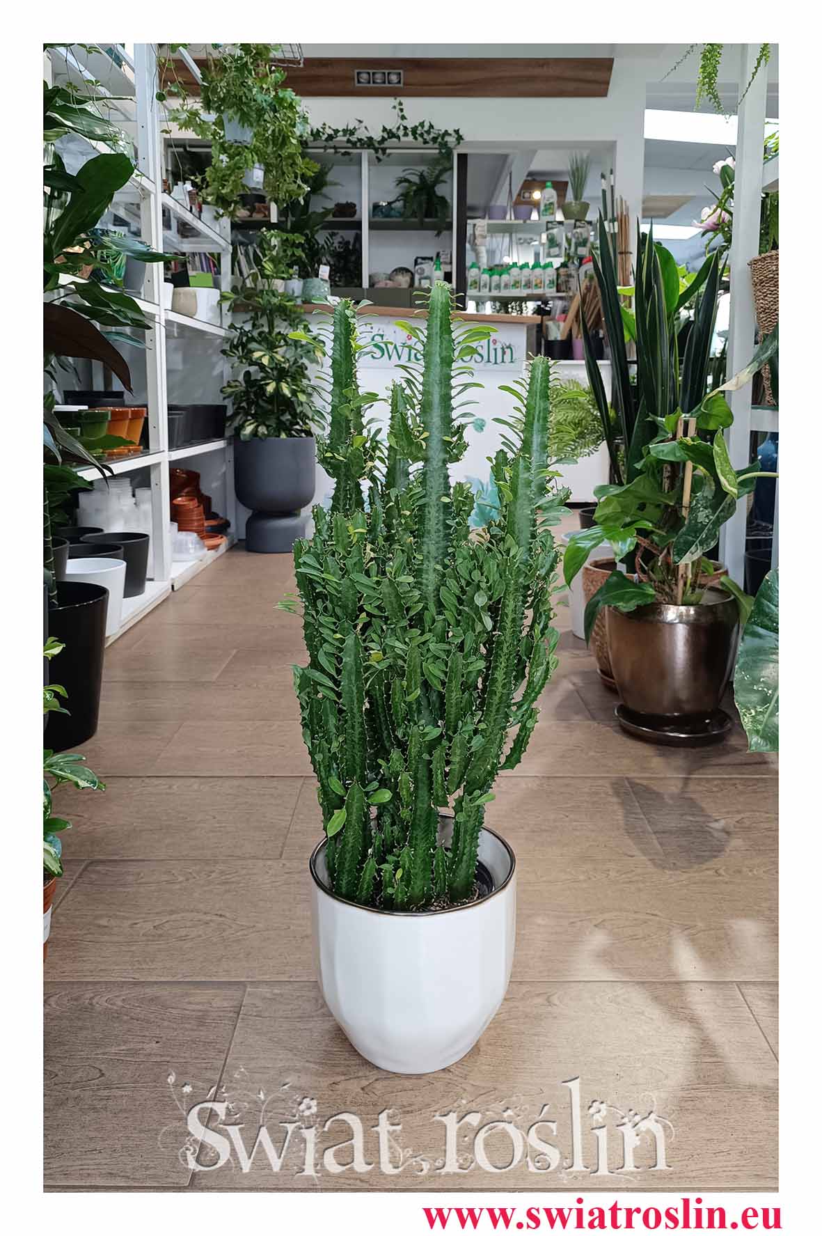 Duży Wilczomlecz Trójżebrowy, Wielka Euphorbia Trigona do kawiarni do restauracji do hotelu do firmy do biura do salonu z dostawą w całym Kraju